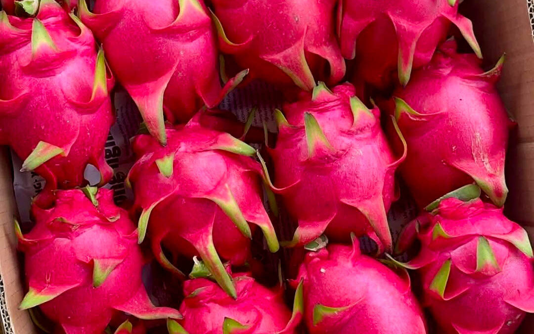 Hải Triều được New Zealand phê duyệt cơ sở xử lý VHT xuất khẩu trái cây