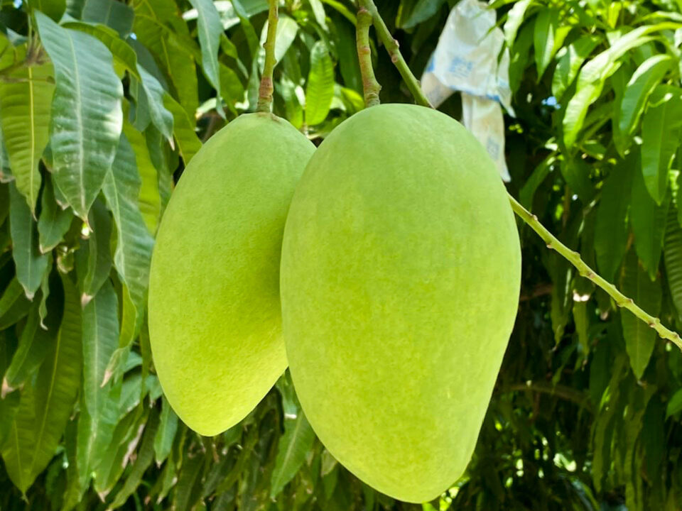 Xoài